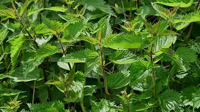 Pokrzywa na odchudzanie – naturalne wsparcie redukcji wagi